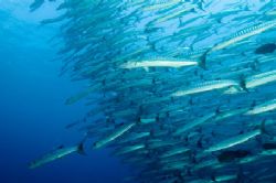 Barracuda point:Nikon D100, widw angle 10,5mm, two manual... by Marchione Giacomo 